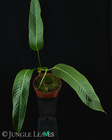 Philodendron heterocraspedon