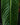 Philodendron heterocraspedon