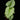 Philodendron mamei