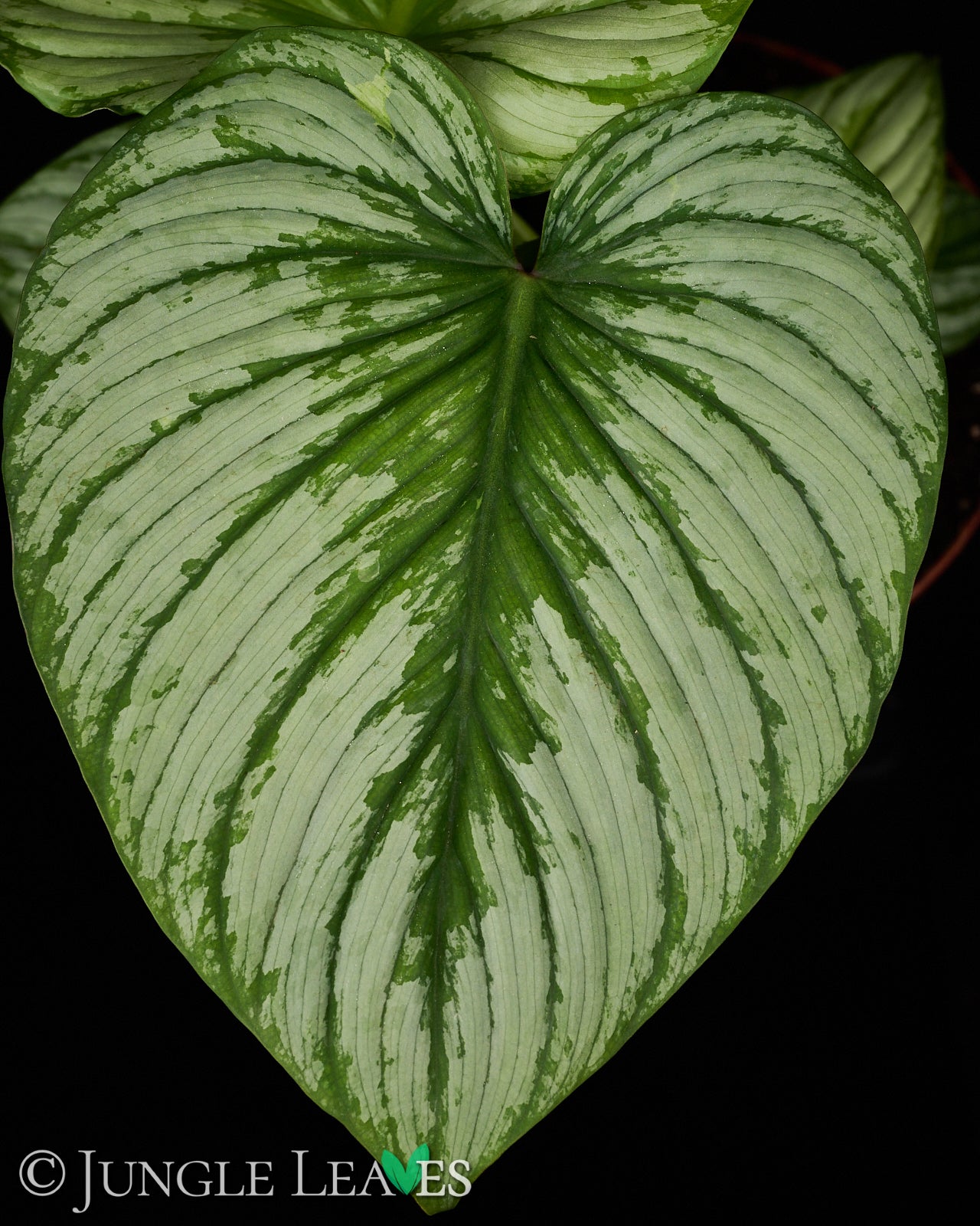 Philodendron mamei – Jungle Leaves