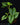 Philodendron mamei
