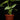 Philodendron mamei