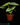 Philodendron mamei
