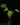 Philodendron mayoi