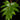 Philodendron mayoi