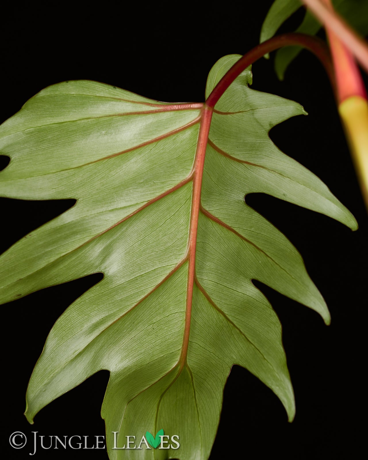 Philodendron mayoi – Jungle Leaves