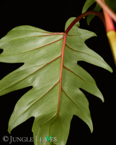 Philodendron mayoi