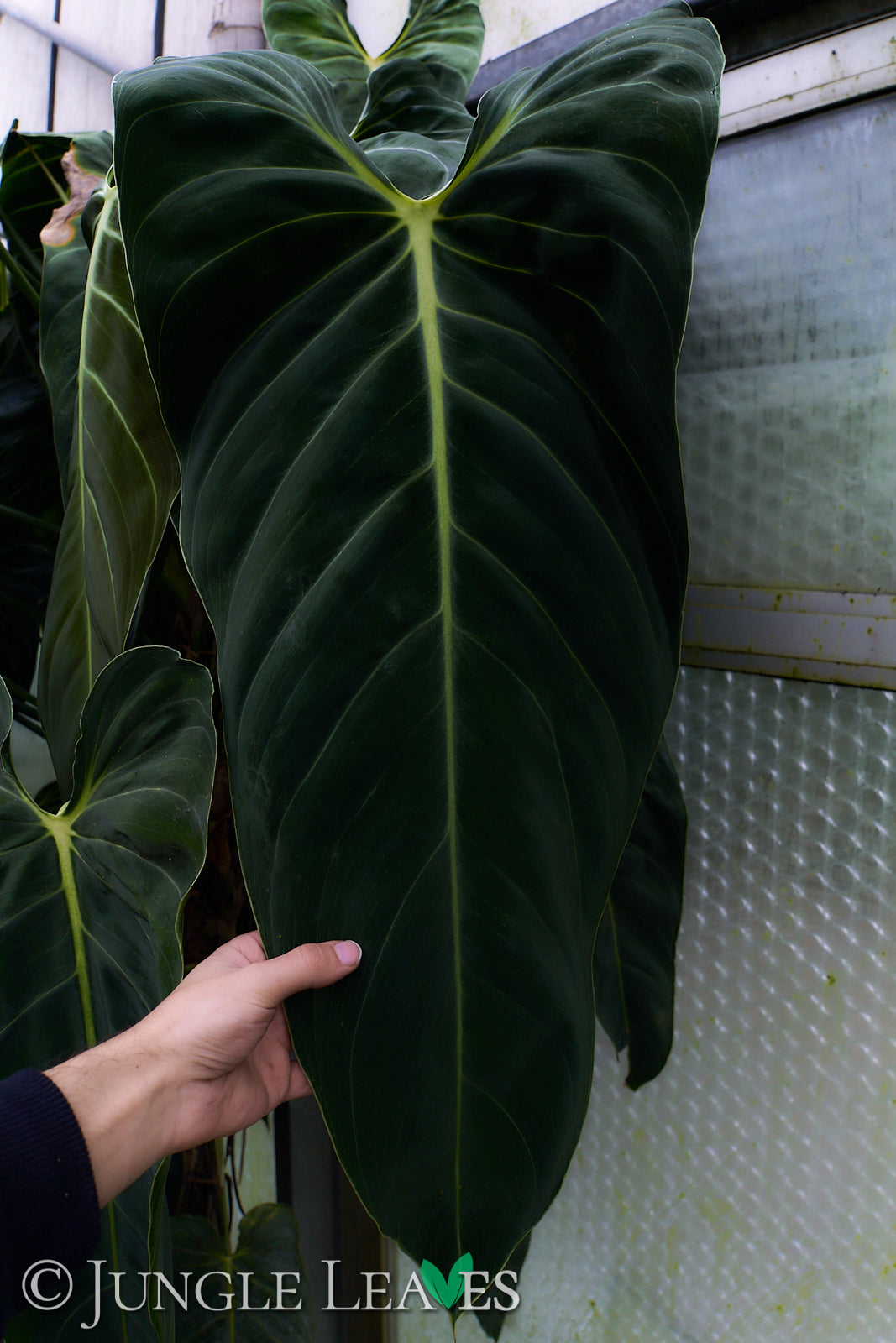 Philodendron melanochrysum – Jungle Leaves