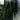 Philodendron melanochrysum