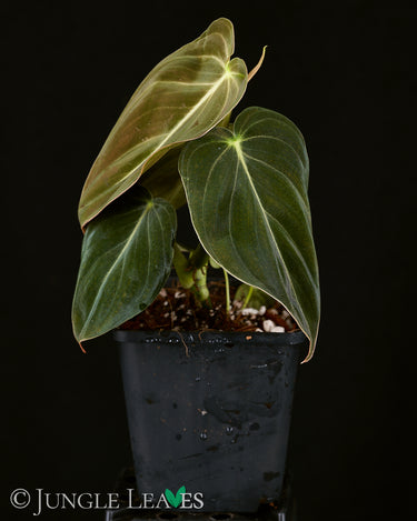 Philodendon melanochrysum