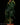 Philodendron melanochrysum Stamm
