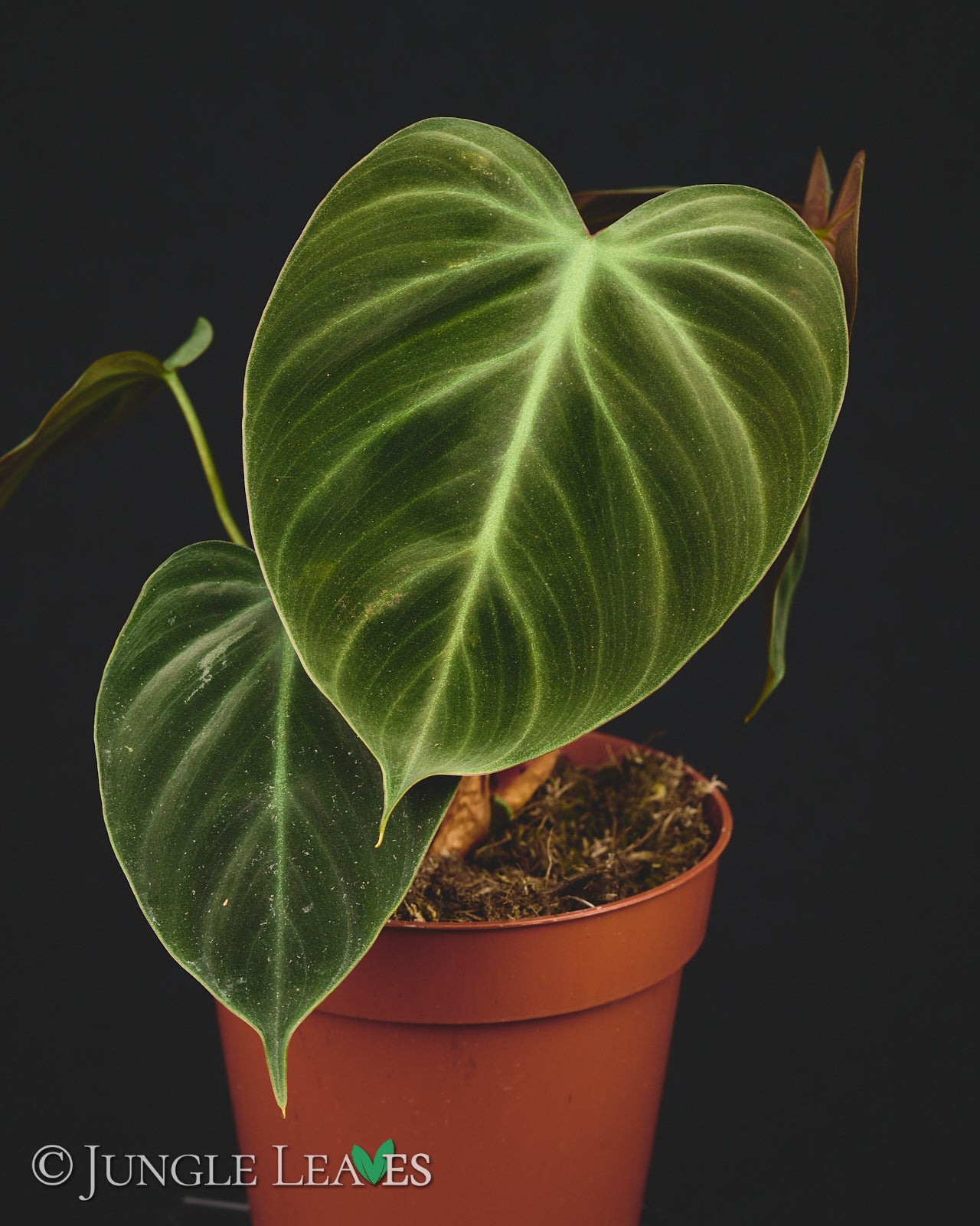 Philodendron rubrijuvenile ('El Chocó Red') €24.99