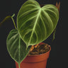 Philodendron rubrijuvenile 'El Choco Red'