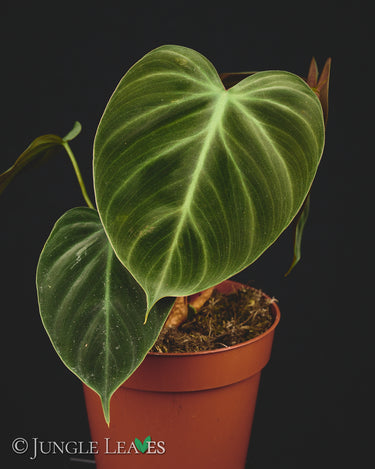 Philodendron rubrijuvenile 'El Choco Red'