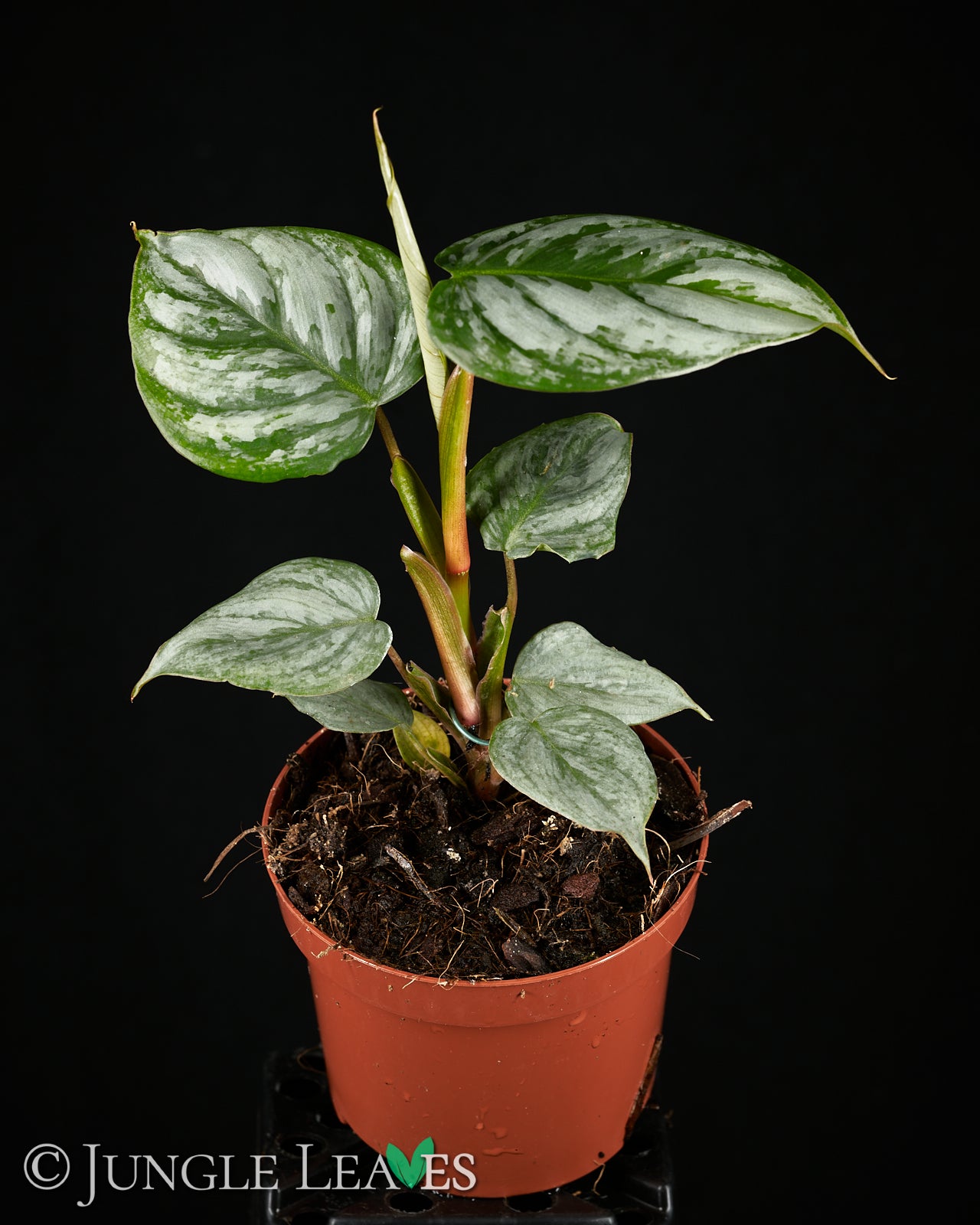 Philodendron sodiroi – Jungle Leaves
