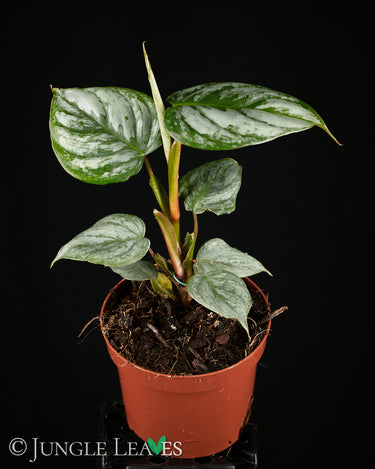 Philodendron sodiroi
