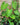 Philodendron sp. 'Fuzzy Petiole'