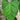 Philodendron sp. 'Fuzzy Petiole'