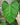 Philodendron sp. 'Fuzzy Petiole'