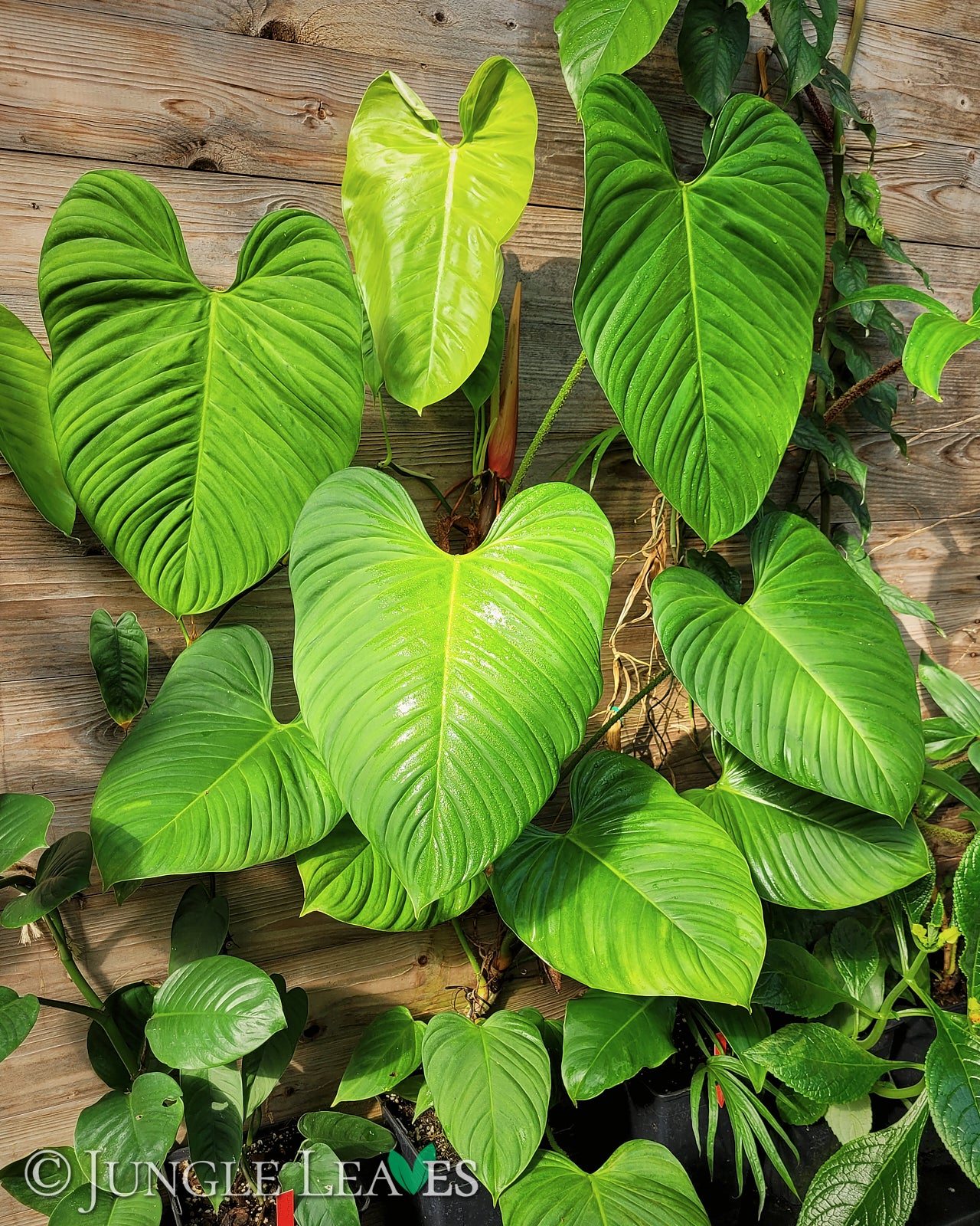 philodendron fuzzy petiole vs nangaritense Philodendron sp. 'Fuzzy Petiole' (