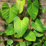 Philodendron sp. 'Fuzzy Petiole'