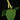 Philodendron sp. 'Fuzzy Petiole'