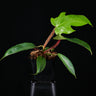 Philodendron squamiferum