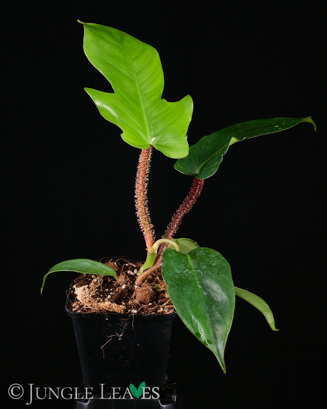 Philodendron squamiferum – Jungle Leaves