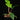 Philodendron squamiferum