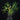 Philodendron tortum