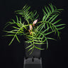 Philodendron tortum