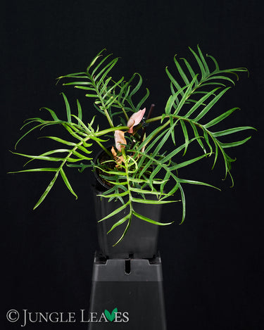 Philodendron tortum