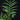 Philodendron tortum