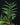 Philodendron tortum