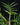 Philodendron tortum