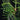 Philodendron tortum