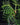 Philodendron tortum