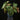 Philodendron verrucosum