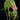 Philodendron verrucosum 'Incensi'