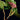 Philodendron verrucosum 'Incensi'