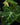 Philodendron verrucosum 'Incensi'
