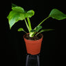 Philodendron warszewiczii