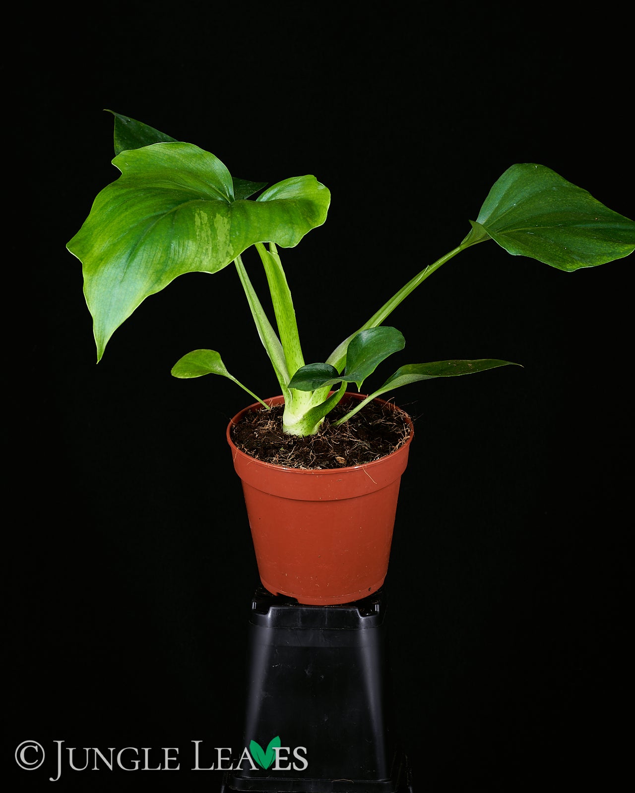 philodendron war Philodendron warszewiczii €19.99