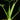 Philodendron warszewiczii