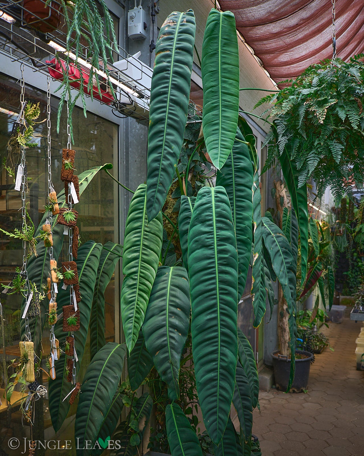 philodendron bikini Philodendron 'Pink Bikini' €14.99
