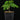 Phyllanthus acidus