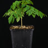 Phyllanthus acidus