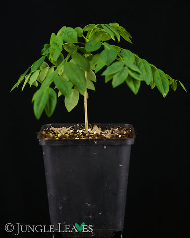 Phyllanthus acidus