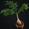 Phyllanthus mirabilis