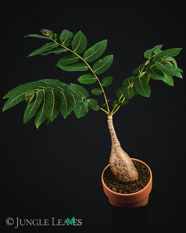 Phyllanthus mirabilis